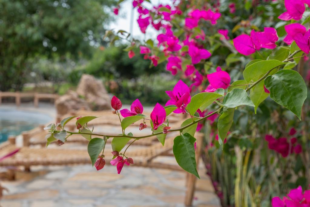 Kamili View Apartments Kiwengwa  Luaran gambar